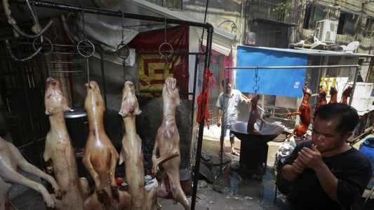 Prohíben la venta de carne de perro en un polémico festival de China
