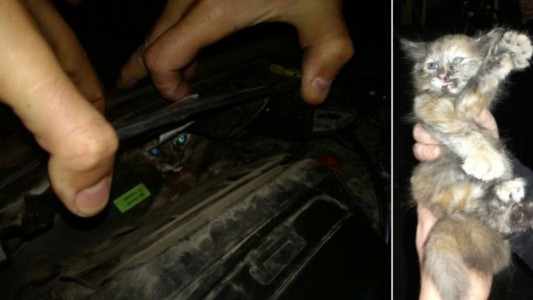Un gatito muy asustado se le metió en el motor y fue rescatado por los Bomberos