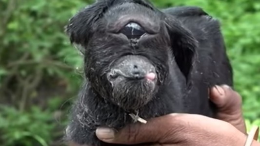 Video: la cabra cíclope que sorprende a la India