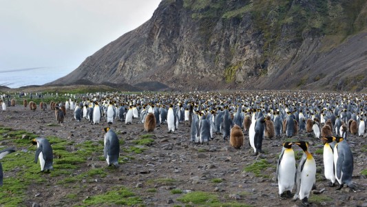 Alertan que la Antártida se está volviendo cada vez más verde por el cambio climático