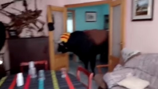 Video: Un toro se metió en el living de una casa en medio de una corrida en Valencia