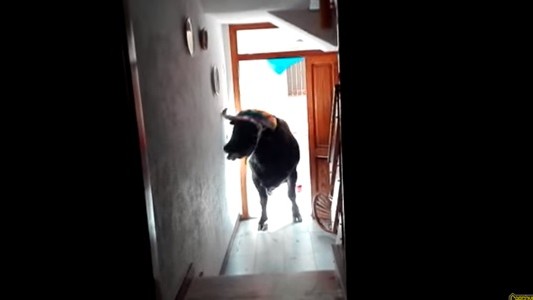 #EsViral Un toro dentro de la casa