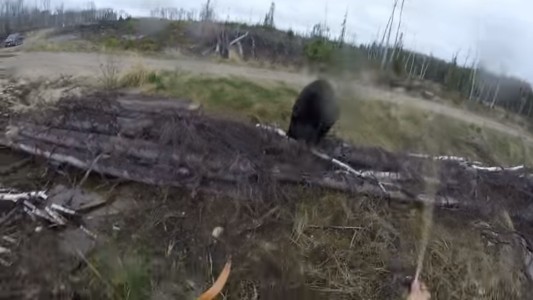 Video aterrador: un cazador grabó el momento en el que fue atacado por un oso salvaje