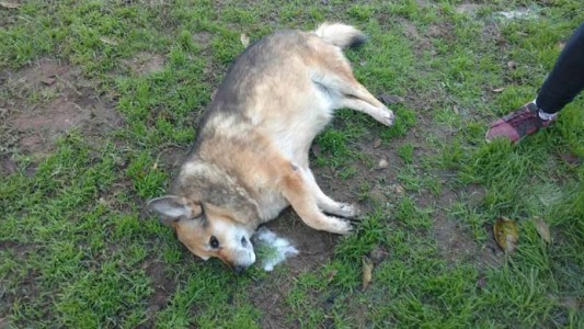 Aparecen siete perros envenenados en Bahía Blanca: "Estamos frente a un asesino serial" dicen los vecinos