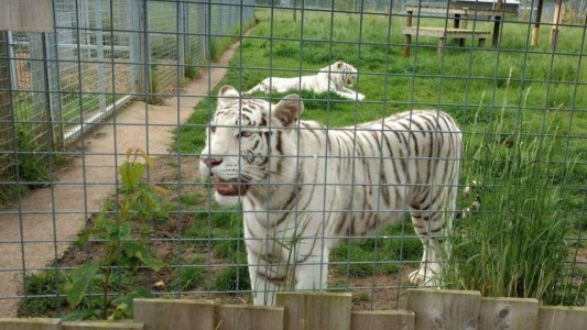 Un tigre devoró a su cuidadora en un zoológico de Inglaterra
