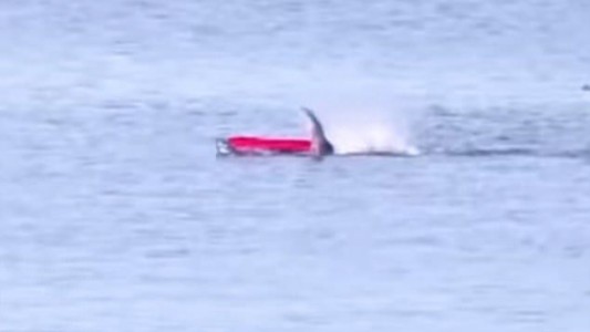 Video escalofriante: el ataque de un tiburón blanco a un hombre que navegaba en kayak