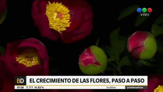 Video: así se abren las flores