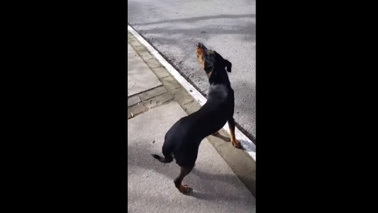 #EViral El perrito abandonado que no para de llorar llamando a su dueño