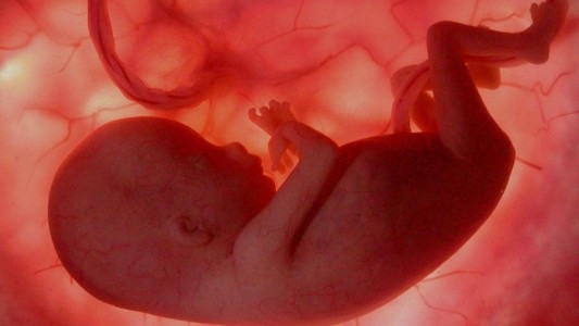 Antes de nacer, los fetos ya reconocen caras