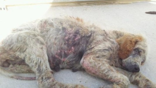 España: detuvieron a un hombre por el maltrato de 15 perros