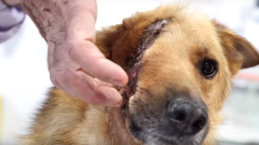 Piden ayuda para operar a Sky, el perro que sólo tiene medio cráneo