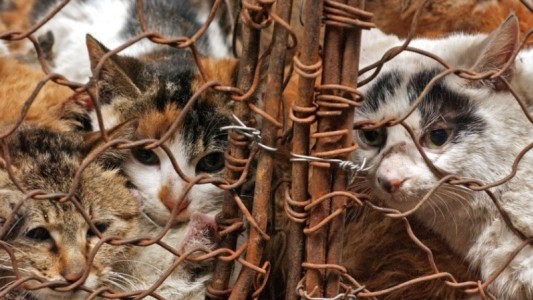 Rescataron a 500 gatos que iban a usar restaurantes en sus platos