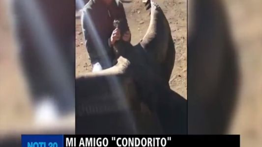El emotivo "saludo" de un cóndor al hombre que le salvó la vida