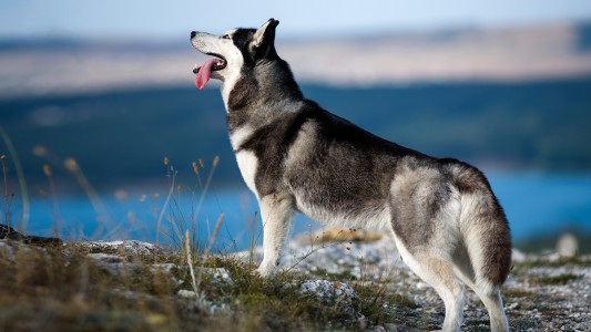 La increíble imagen de un husky siberiano después de ser pelado estalla en redes sociales