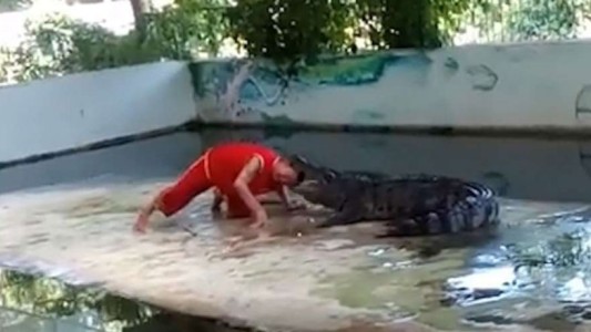 Video escalofriante: el ataque de un cocodrilo a su cuidador durante un show