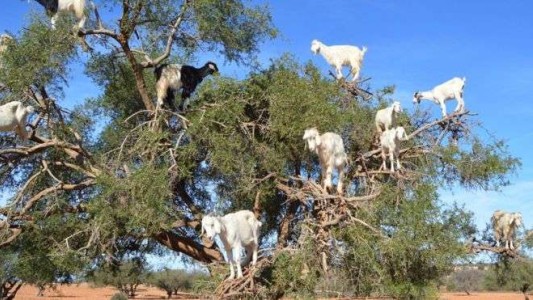 El misterio de las cabras voladoras de Marruecos