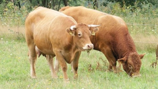 Encuesta: 16 millones de estadounidenses creen que la leche con chocolate procede de vacas marrones