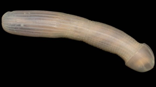 El hallazgo de un extraño tipo de gusano causó impacto en las redes sociales