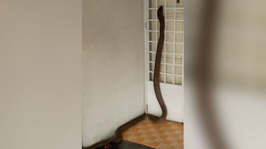 Impresionante: el VIDEO de una cobra real metiéndose en una casa en Malasia