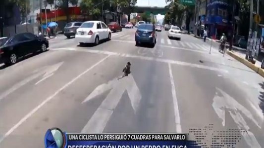 Ciclista arriesgó su vida para salvar a un perro en fuga