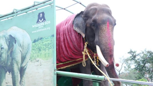 Video: liberaron a un elefante que estuvo 58 años encadenado como atracción turística
