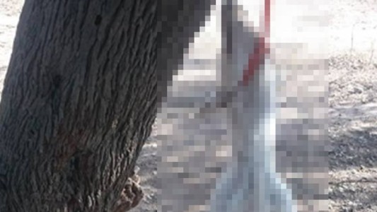 Aberrante: ahorcaron a una perra que buscaba refugio para dar a luz