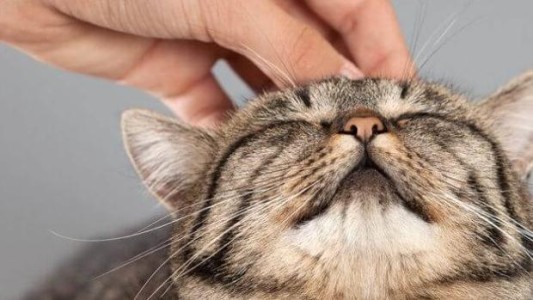 El misterioso motivo por el que los gatos ronronean
