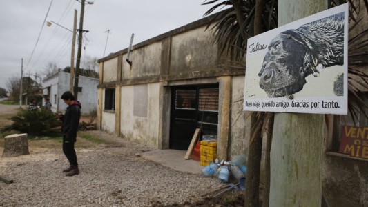 Horror y misterio: el pueblo en el que ya murieron unos 200 perros envenenados