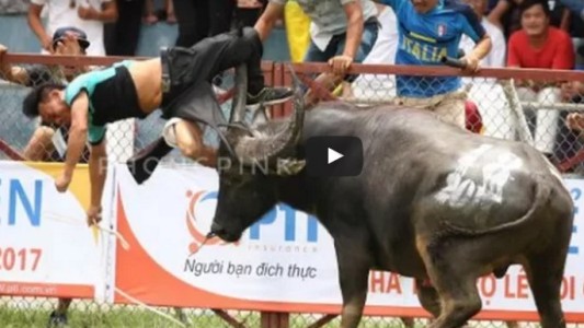 La venganza del búfalo de combate: atacó a su dueño en vez de pelear con el otro animal