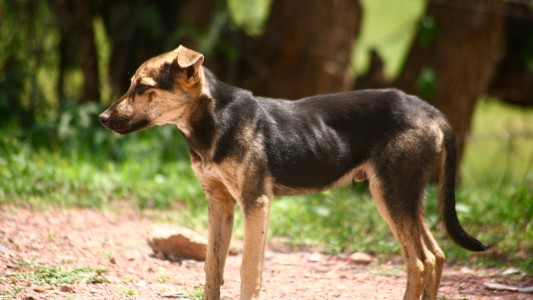 Neuquén: las personas que adopten perros de la calle podrían pagar menos impuestos