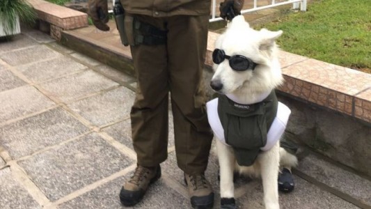 Los perros de la policía chilena llevarán un "uniforme" para pasar el invierno