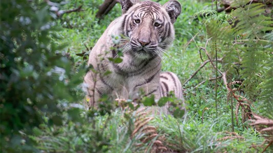 Por primera vez, lograron sacarle una foto a un tigre pálido en India