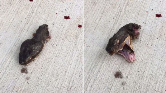 Video aterrador: la serpiente decapitada que sigue moviendo la cabeza