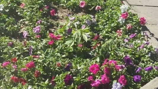 Descubrieron una planta de marihuana en un cantero de una plaza