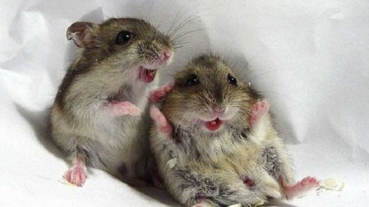 Los ratones saltamontes pueden emitir sonidos como los seres humanos