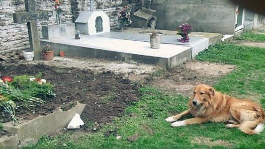 El perro más fiel del mundo: "Firulai", hace una semana que vive junto a la tumba de sus dueños