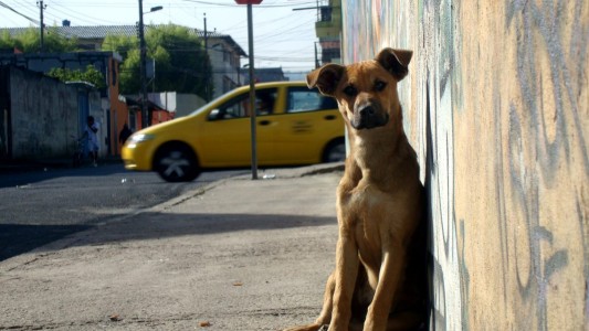 Se celebra el Día mundial del perro callejero