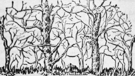 Desafío viral: ¿cuántos animales ves en esta imagen?