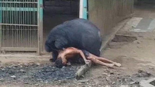 Video aterrador: esto le pasó al hombre que molestó a un oso en un templo de Tailandia