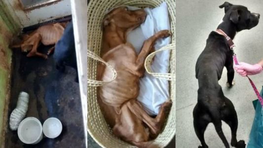 Horror en Inglaterra: condenaron a un hombre por matar de hambre a sus perros
