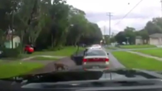 Video desgarrador: la reacción de un perro en el momento de ser abandonado por su dueño