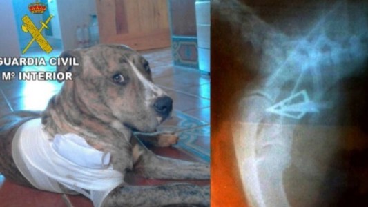 Maltrato animal: le disparó con un arco de caza al perro de su vecina que entró a su propiedad
