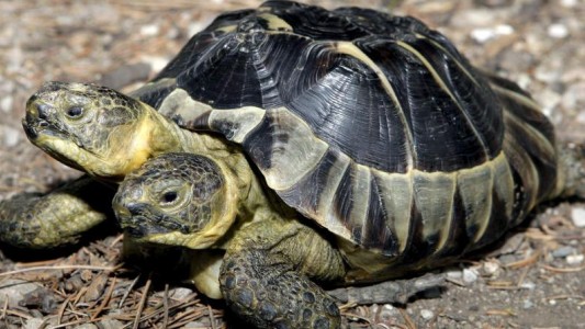 El increíble hallazgo de una tortuga de dos cabezas en Miami
