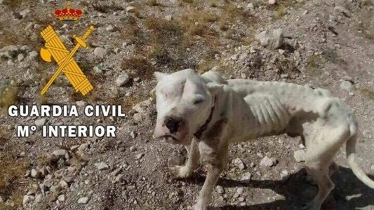 España: rescataron un cachorro de dogo desnutrido y abandonado en un descampado