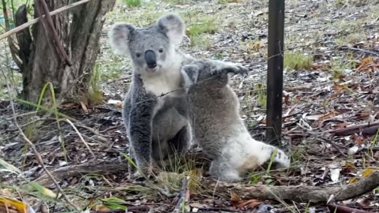 Conmovedor: Una mamá koala logra rescatar a su bebé atrapado en un alambre de púa