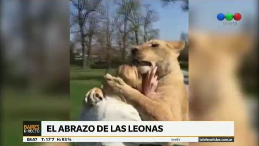 El increíble abrazo de dos leones a su cuidadora
