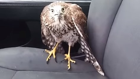 La increíble reacción de un halcón durante el huracán Harvey que se volvió viral en las redes
