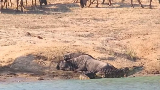 Dos hipopótamos salvaron a un animal de morir cazado por un cocodrilo