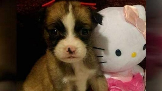 Carta conmovedora: la nena de 7 años a la que sus padres obligaron a abandonar a su perrita