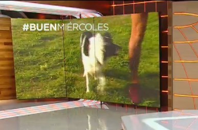 Lila, la perra que correrá media maratón